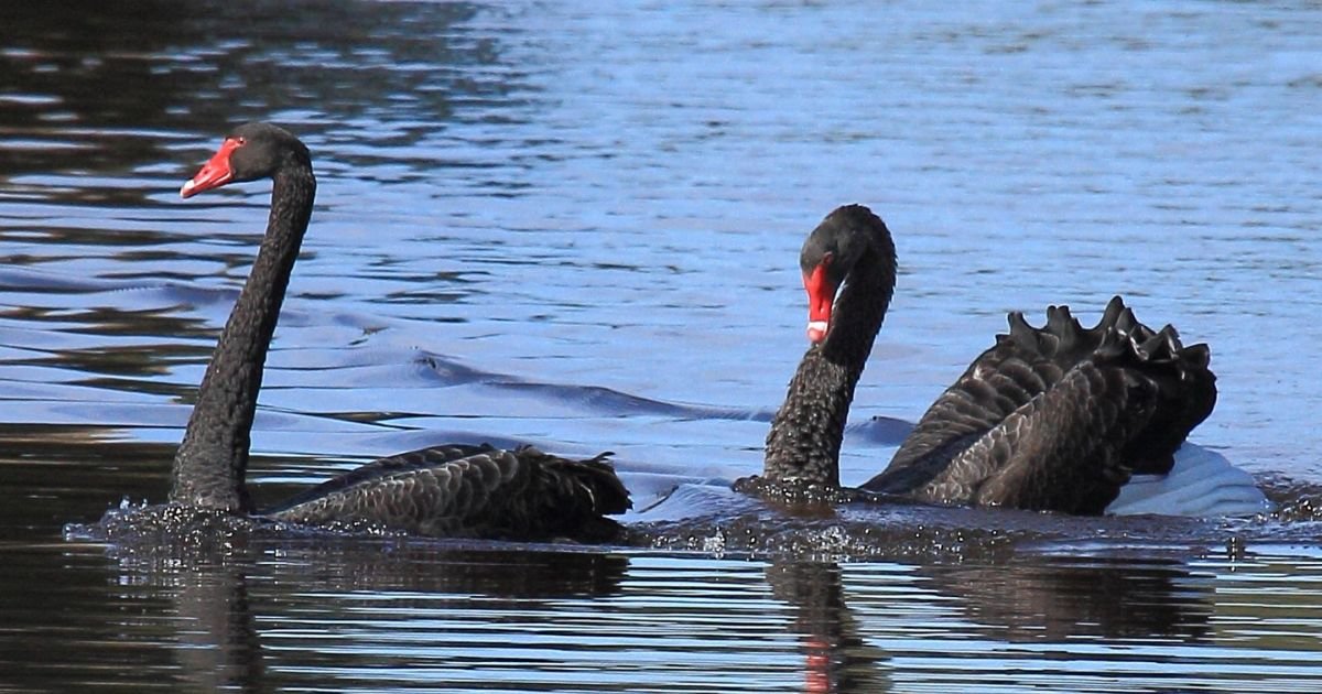 Black swan names girl