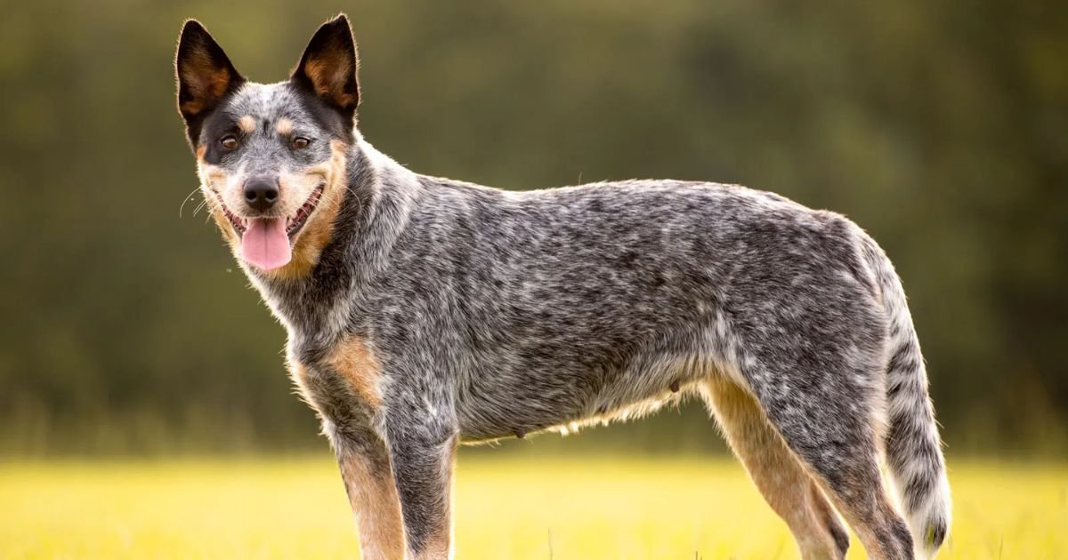 Blue dog names girl