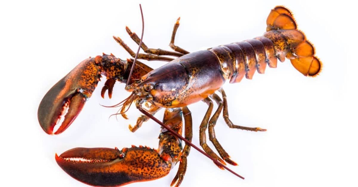 Famous lobster names