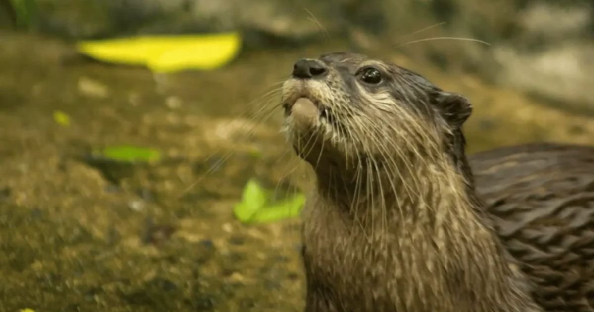 Other names for otters