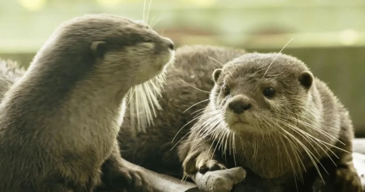 Otter scientific name
