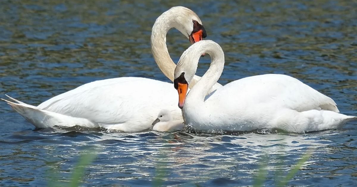 Swan names mythology
