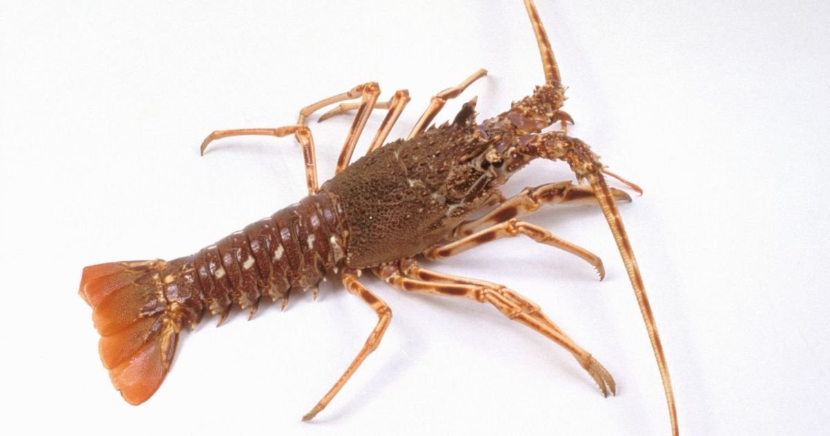lobster names girl