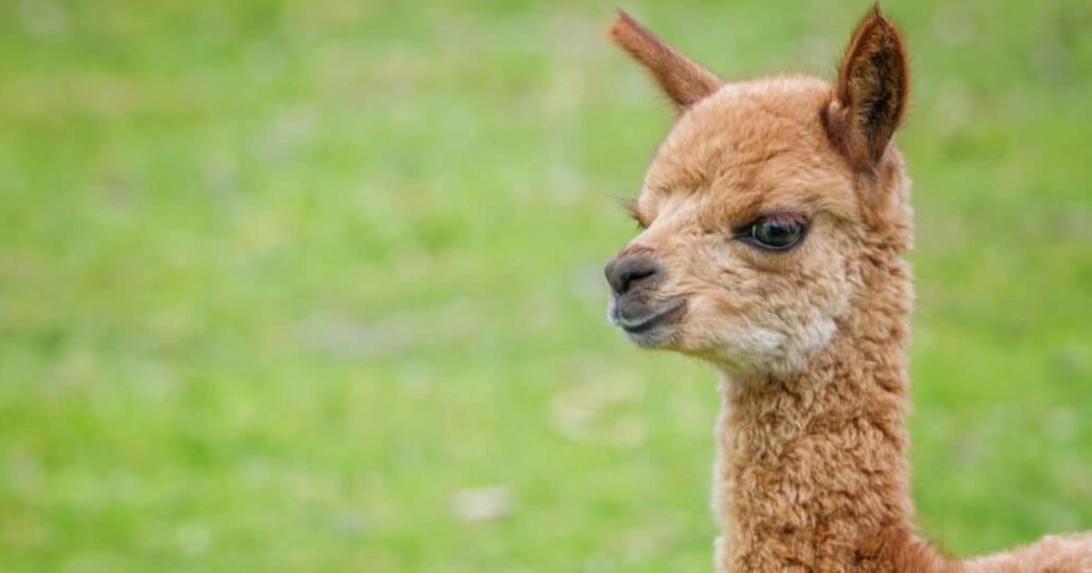 Alpaca names girl