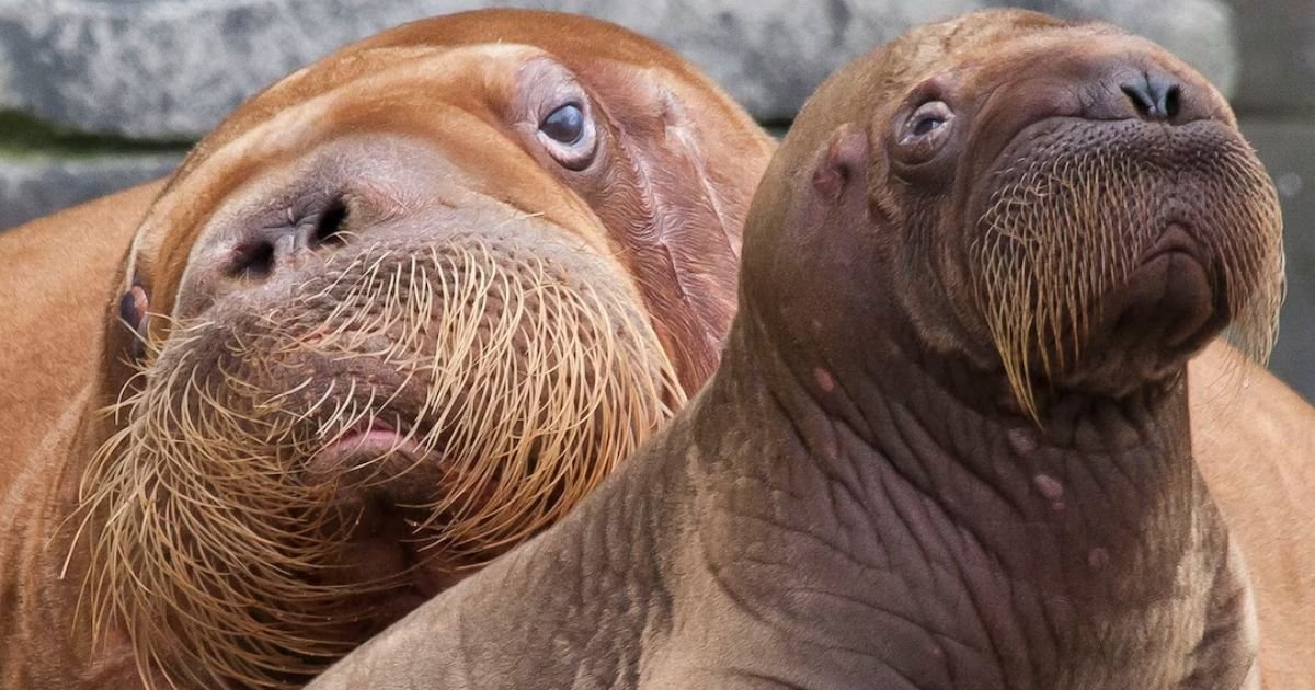 Badass walrus names for boy