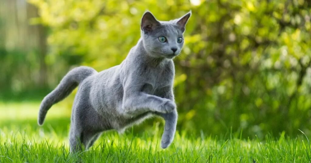 Blue cat name cartoon