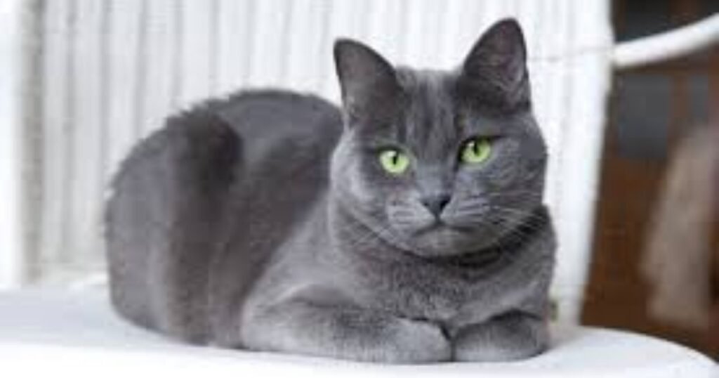 Blue cat names girl