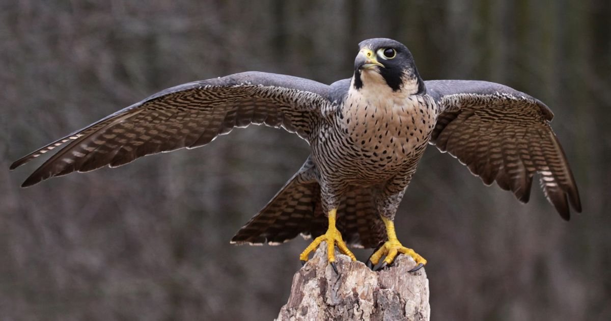 Falcon names in mythology