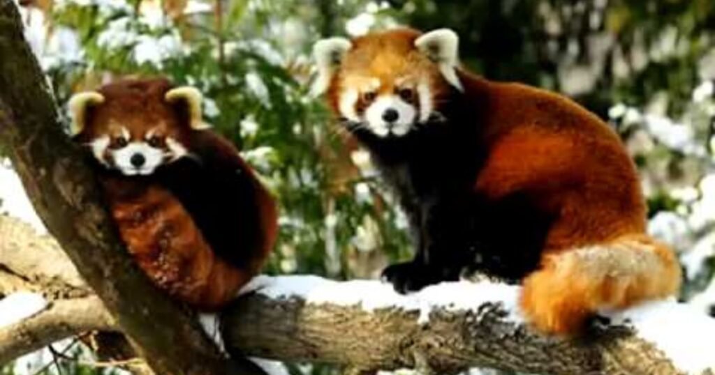 Famous red panda names