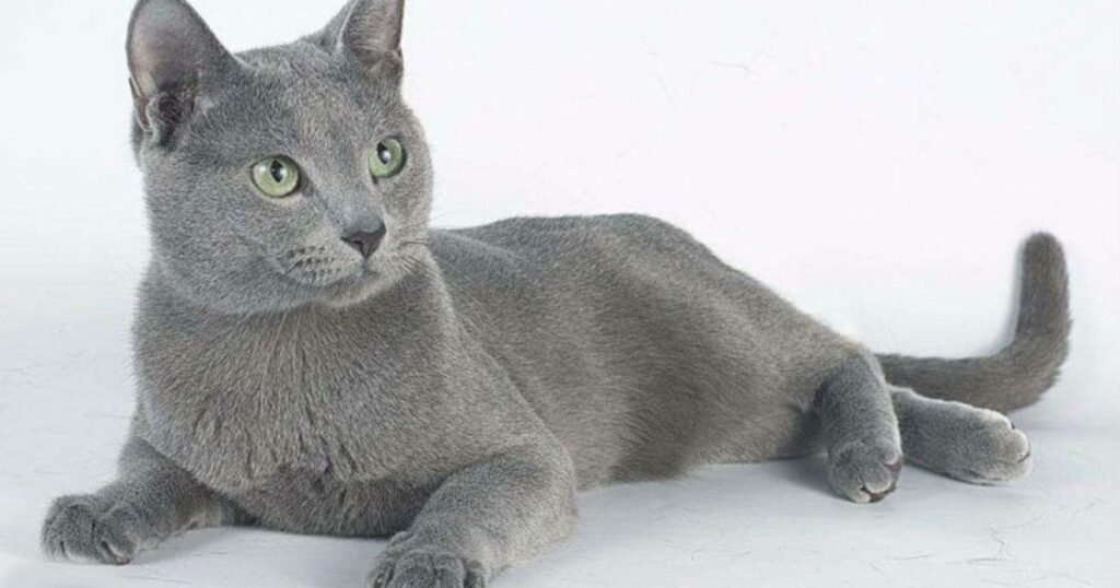 Names for Blue cats male