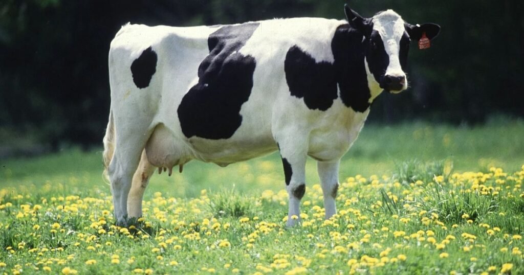 Popular Cow Names