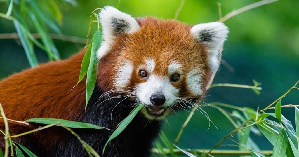Red panda name generator