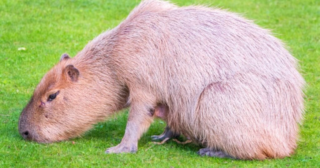 Unique capybara Names
