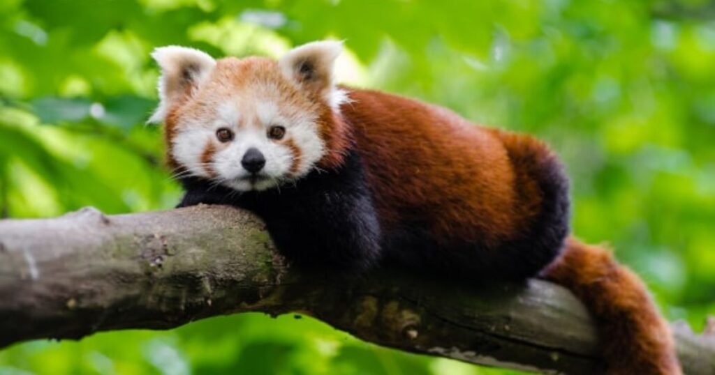 Unique names for red pandas