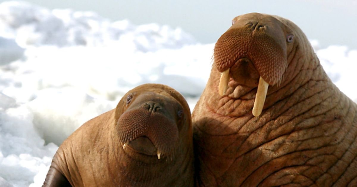 Walrus names for boy