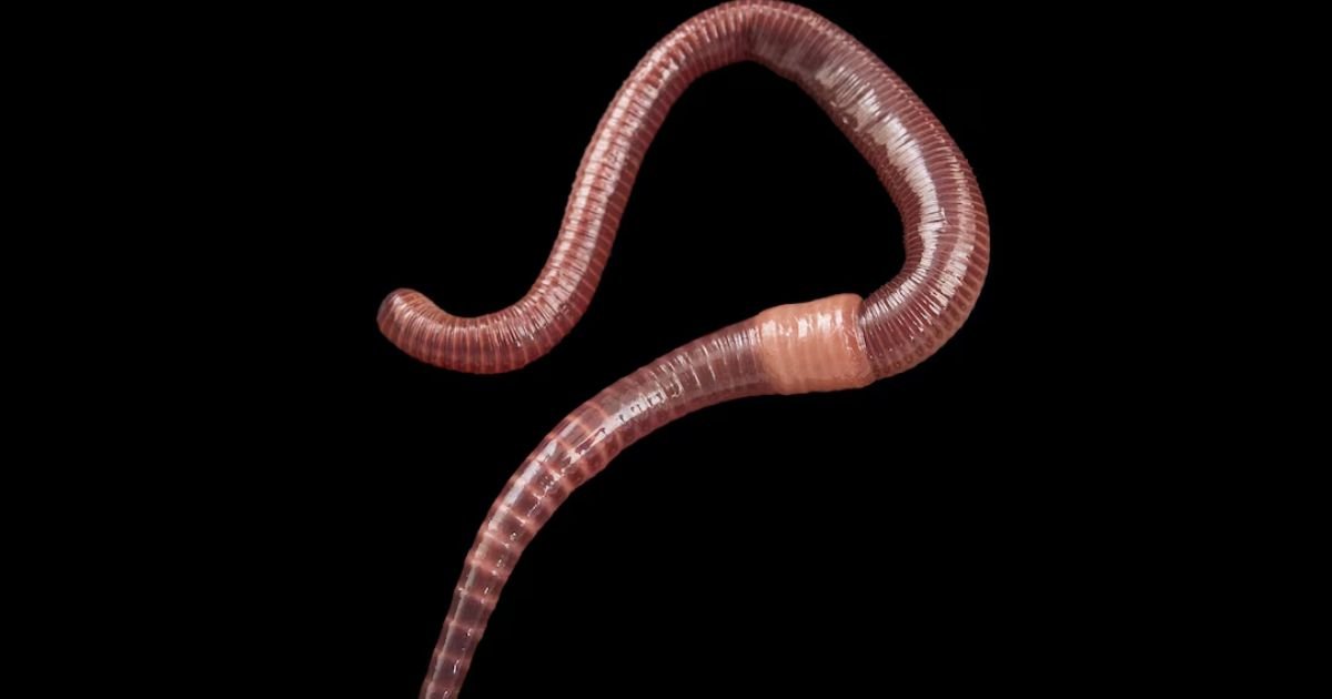 Worm name scientific