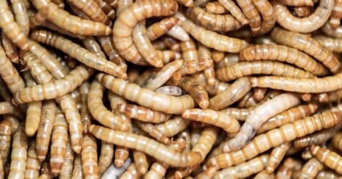 Worm names list