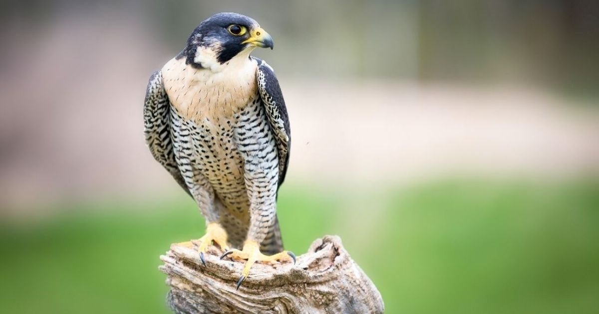 falcon name marvel