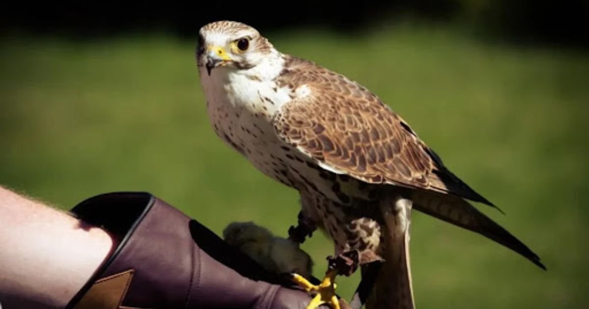good falcon names