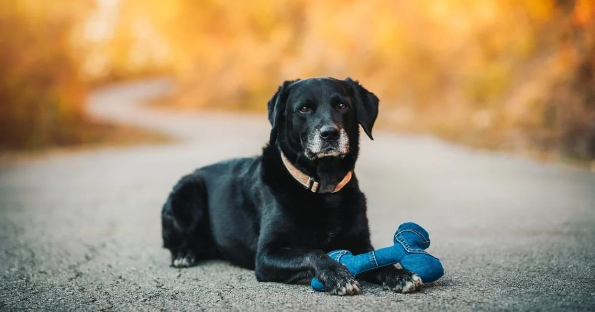 spiritual names for black dogs with meaning