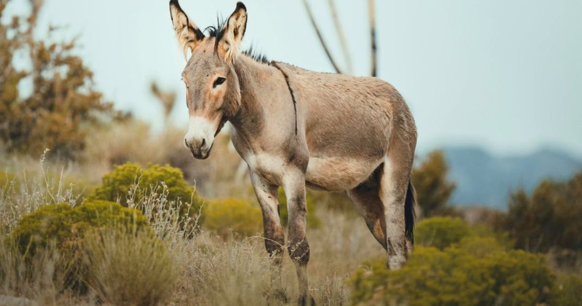 Donkey name generator male