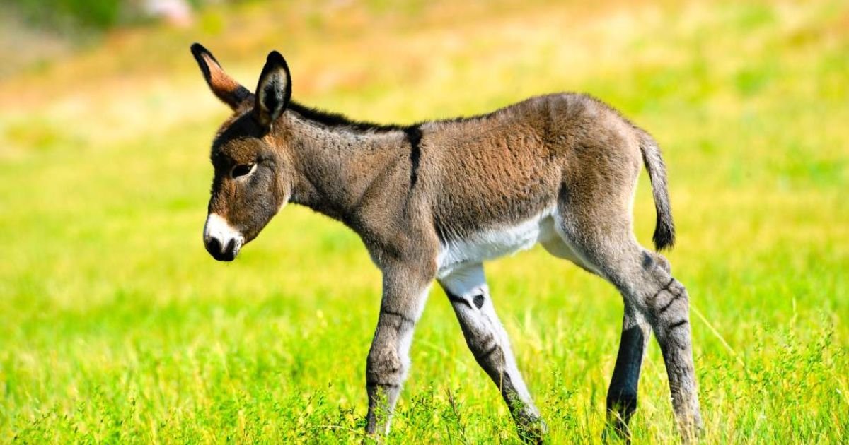 Funny donkey names male