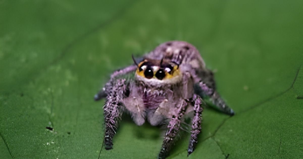 Girl names that mean spider