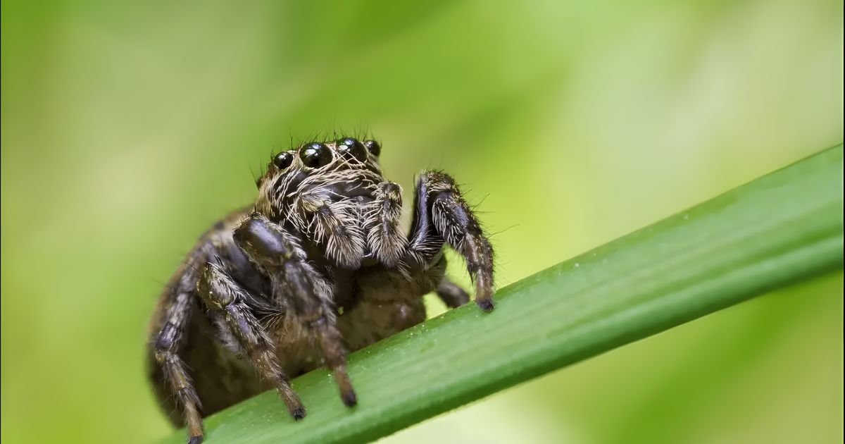 Last names that mean spider