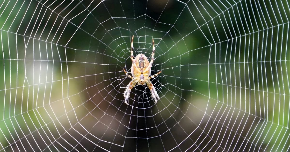 Names that mean spider in Japanese