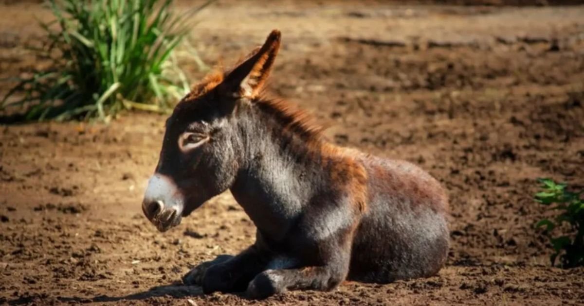 Unique Mexican donkey names
