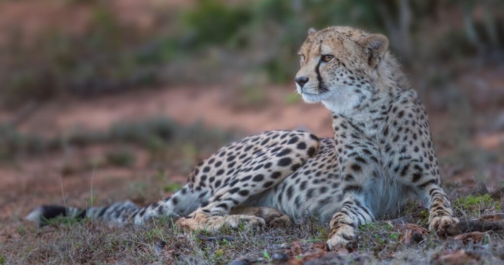 African cheetah names
