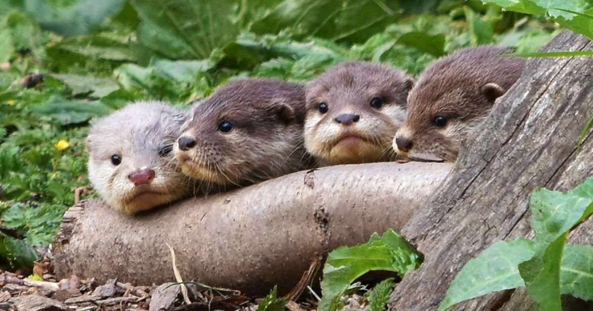 Baby Otter Names