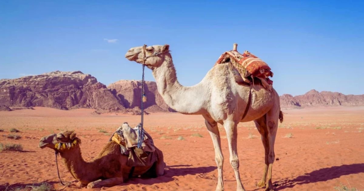 Camel name generator fantasy