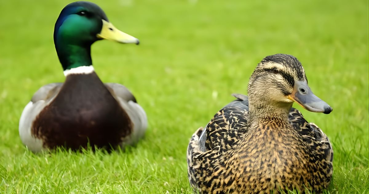 Catchy duck names girl
