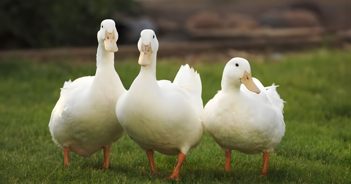 Catchy duck names male