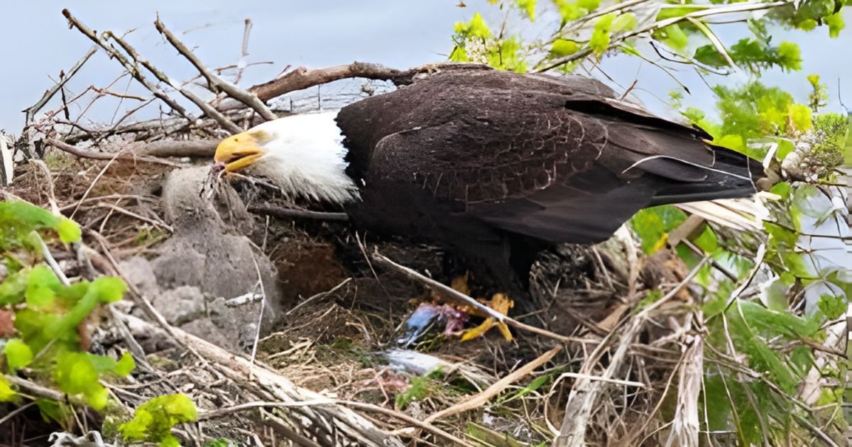 Catchy eagle names girl
