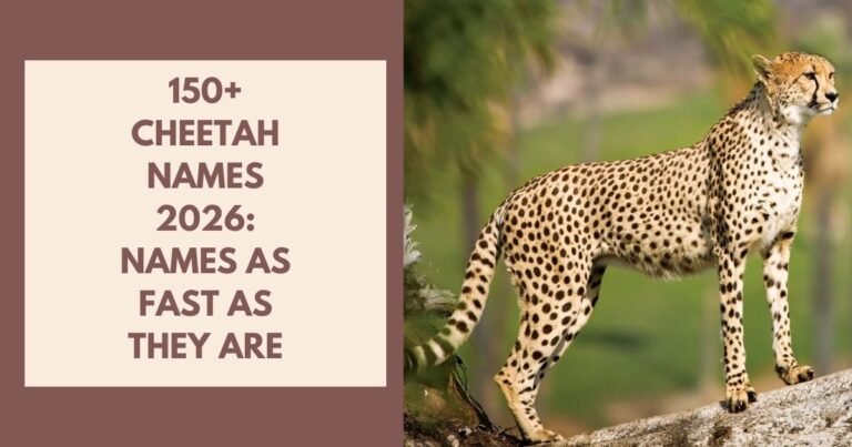 Cheetah Names