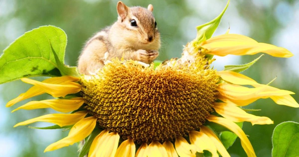 Chipmunk Names girl