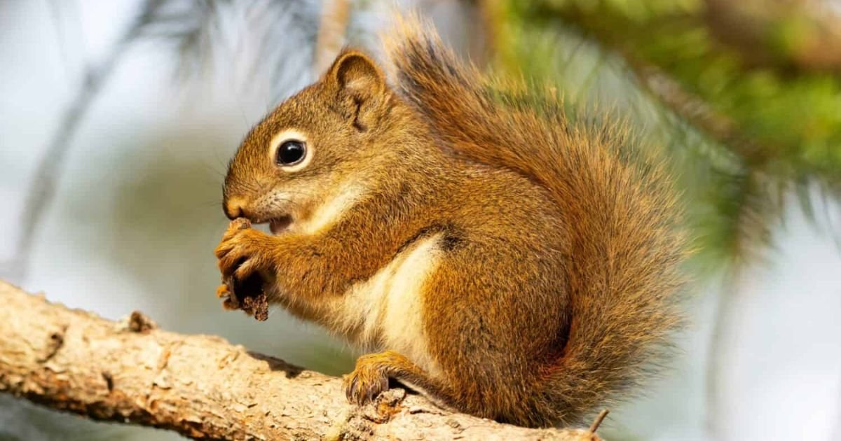 Chipmunk name generator male