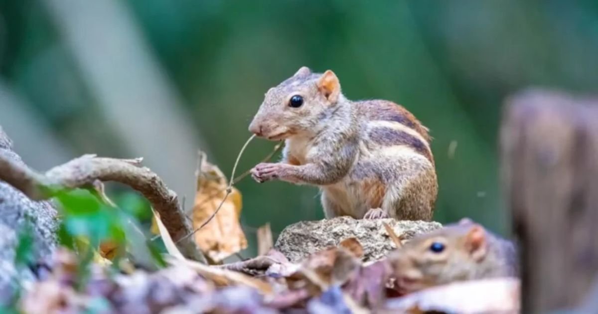 Chipmunk nickname meaning