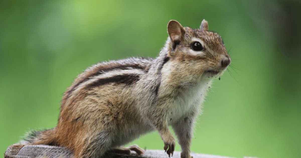 Cool chipmunk names boy