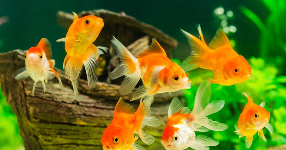Cute pet fish names girl