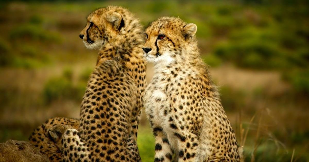 Famous Cheetah Names