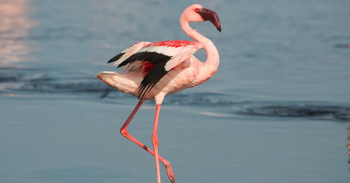 Famous Flamingo names
