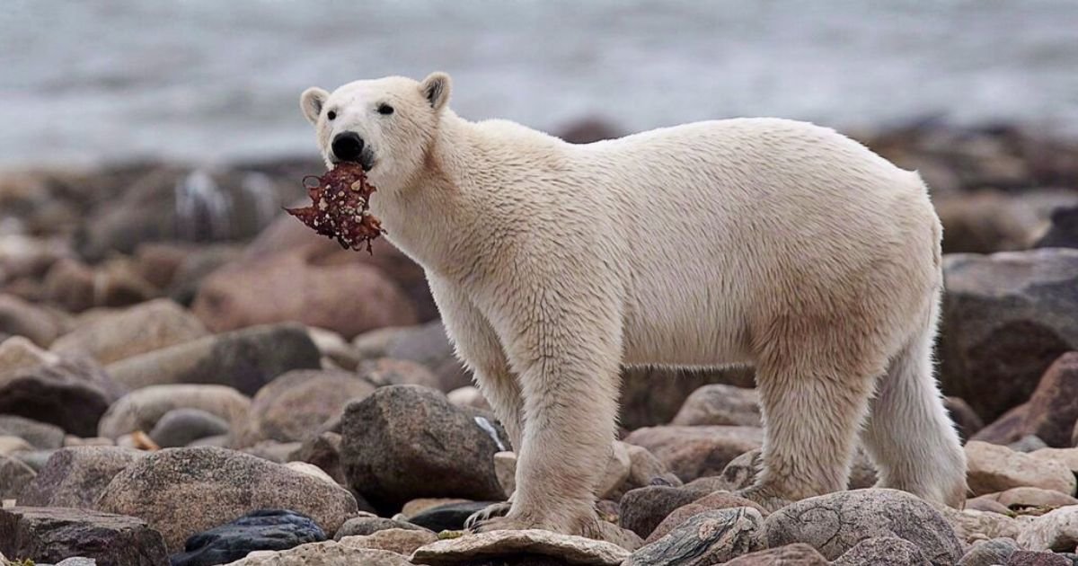 Famous Polar Bear names
