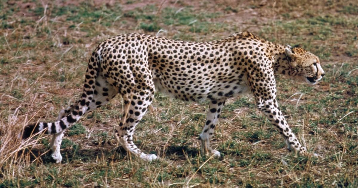 Famous cheetah names boy