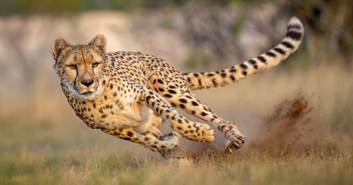 Female cheetah names speed