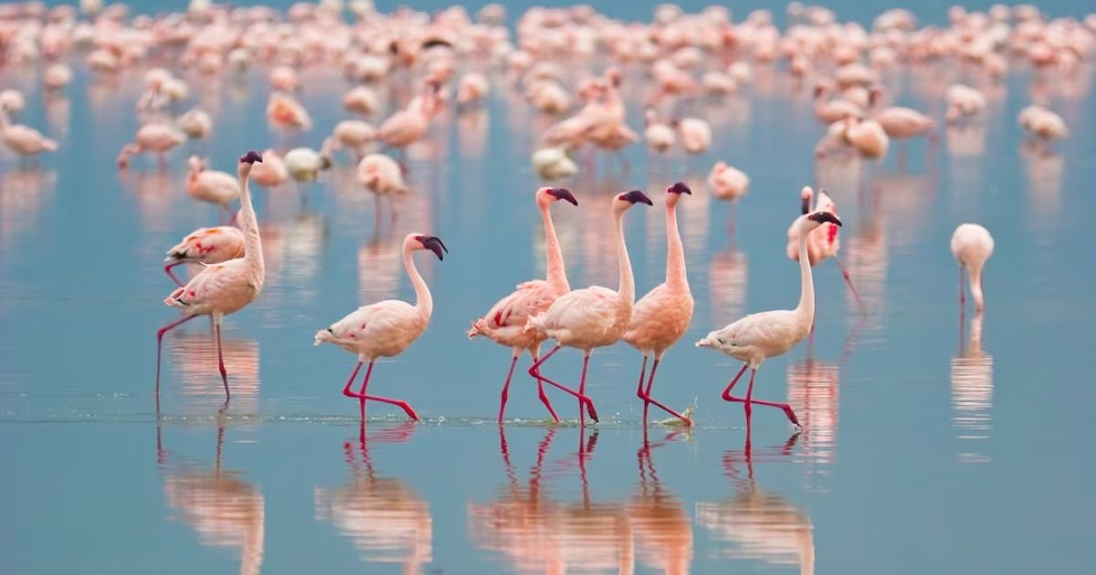Flamingo names girl