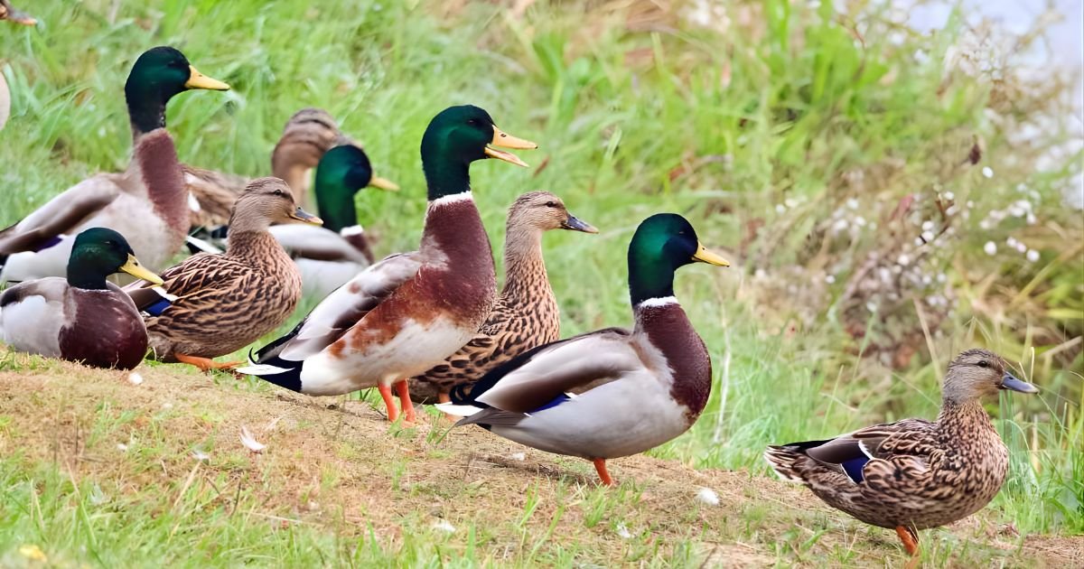 Funny duck names boy