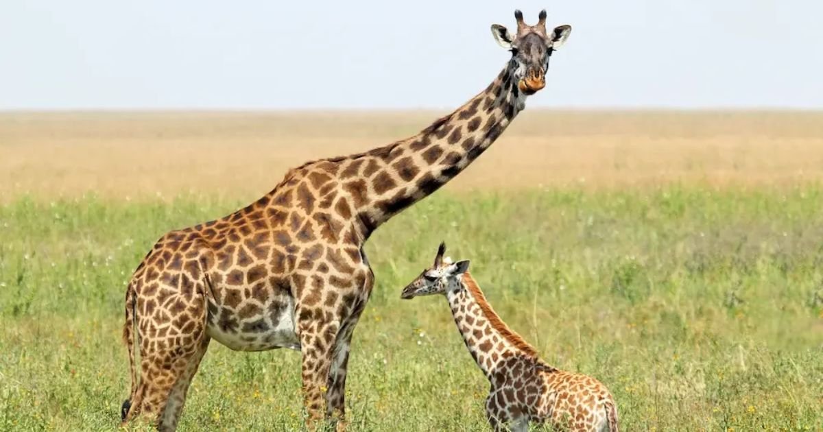 Giraffe names boy